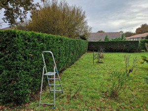 Photo de galerie - Taille de haie standard