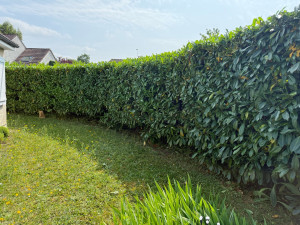 Photo de galerie - Taille d’une haie de laurier 