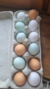 Photo de galerie - Oeufs de ma ferme