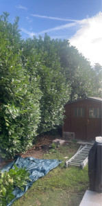 Photo de galerie - Taille de haies et d'arbustes