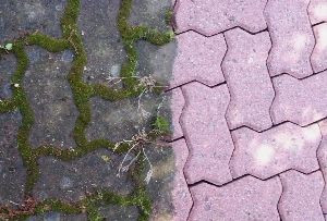 Photo de galerie - Nettoyage et traitement avec produit professionnel, curatif et préventif