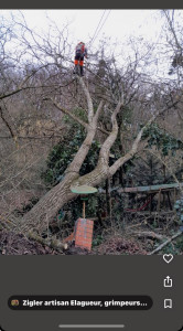 Photo de galerie - Elagage et coupe d'arbres