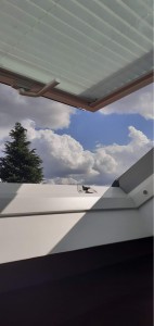 Photo de galerie - Pose fenêtre de toit type velux 