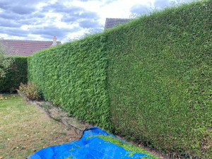 Photo de galerie - Taille de Haies