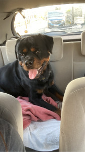 Photo de galerie - Garde chien