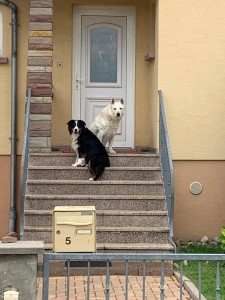 Photo de galerie - Garde chien