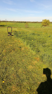 Photo de galerie - Tonte de pelouse 