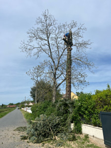 Photo de galerie - Abattage d’un pin