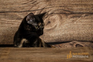 Photo de galerie - Dressage