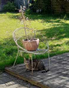 Photo de galerie - Voici Eddy dont je suis allée m'occuper aux vacances de Pâques 2024. Il est très câlin,  se laisse caresser  facilement. 