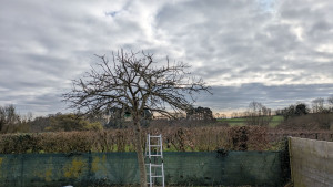 Photo de galerie - Elagage et coupe d'arbres