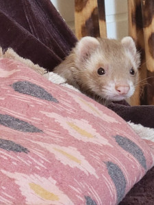 Photo de galerie - Petite femelle furet très sociable

