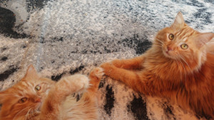 Photo de galerie - Mes chats 