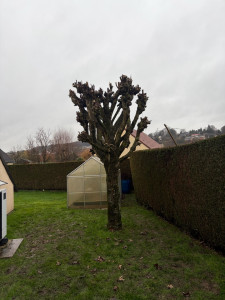 Photo de galerie - élagage 