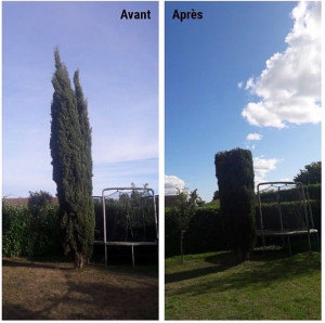 Photo de galerie - étêtage 