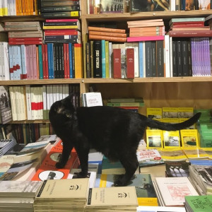 Photo de galerie - Chat dans une librairie, Venise, 2023