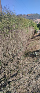 Photo de galerie - Elagage et coupe d'arbres