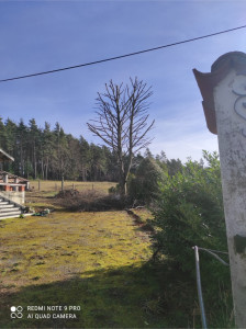 Photo de galerie - Elagage 