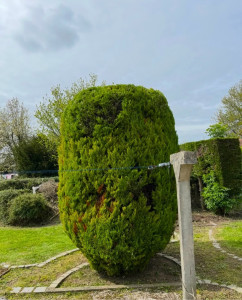 Photo de galerie - Taille de haies et d'arbustes
