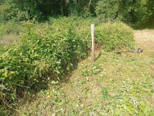 Photo de galerie - Tonte de pelouse - Débroussaillage