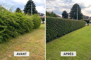 Photo de galerie - Elagage et coupe d'arbres