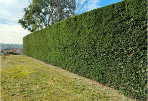 Photo de galerie - Taille de haies et d'arbustes