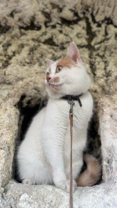 Photo de galerie - Mon chat qui sera avec vos boules de poils
