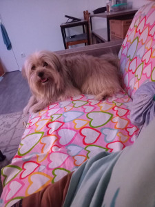 Photo de galerie - Garde chien