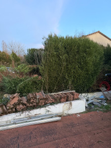 Photo de galerie - Elagage et coupe d'arbres