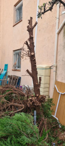 Photo de galerie - Élagage d'un cyprès 