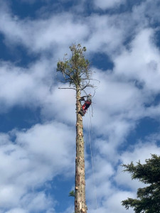 Photo de galerie - Abattage d'arbres 