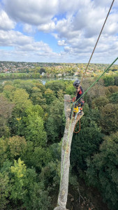 Photo de galerie - Elagage et coupe d'arbres