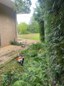 Photo de galerie - Rabaissement de 2m de hauteur + coupe latérale.