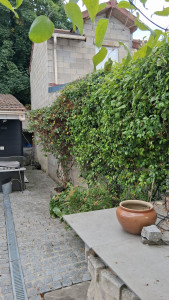 Photo de galerie - Taille des grimpantes