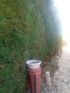 Photo de galerie - Taille de haies et d'arbustes