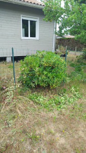 Photo de galerie - Taille de haies et d'arbustes