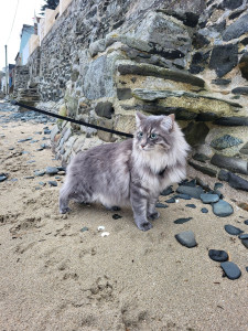 Photo de galerie - Tiwi mon chat de 4 ans 