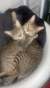 Photo de galerie - Garde chat