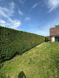 Photo de galerie - Taille des 4 faces d’une haie de 35 m sur 3 m