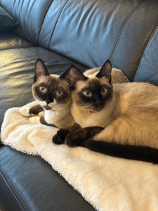 Photo de galerie - Garde de deux siamoises 