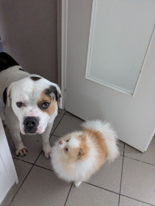 Photo de galerie - Garde chien