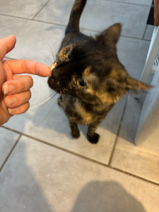 Photo de galerie - Visite à domicile journalière pour la petite Tortue pendant le déplacement de ses maître 