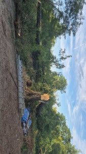 Photo de galerie - Elagage et coupe d'arbres
