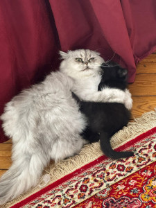 Photo de galerie - Janka et Laszlo !