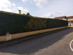 Photo de galerie - Taille de haie 