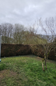 Photo de galerie - APRÈS
Rabattage haie thuyas.