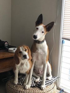 Photo de galerie - Garde à domicile de Sésame, chiot Beagle et Bloo jeune chien croisé, les deux meilleurs amis! 