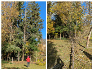 Photo de galerie - Abattage de sapin sec chez un client pour ne plus prendre de risque de casse 