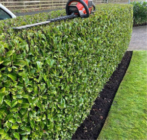 Photo de galerie - Taille haies 