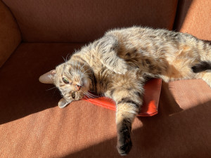 Photo de galerie - J’adore garder les chats, chiens et tout animaux sympa qui ont besoin de compagnie. Chez lui pour des visites, un court séjour ou chez moi